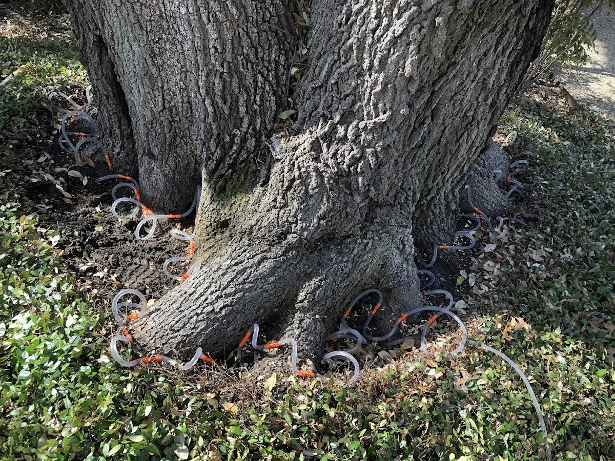 Detailed Tree Cabling and Bracing job site in Marriottsville