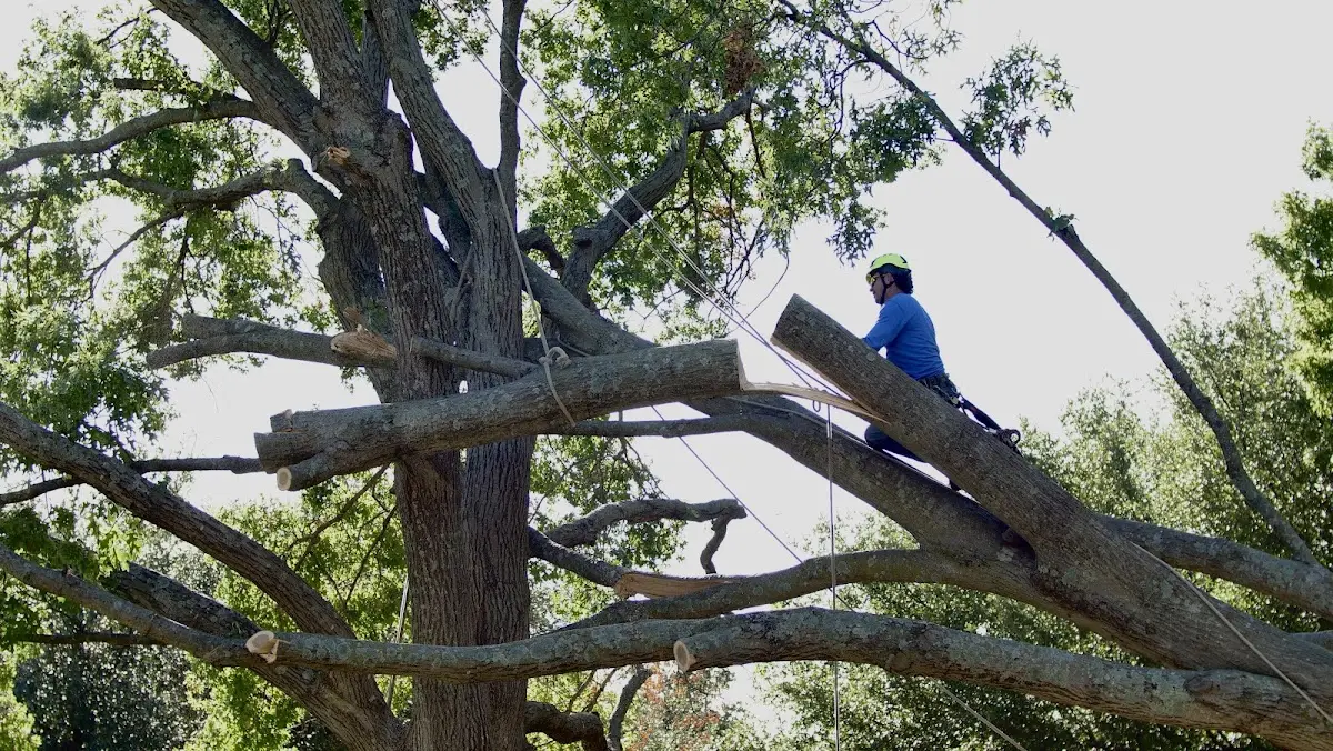 Professional Hazardous Tree Removal performed by certified arborists in Marriottsville