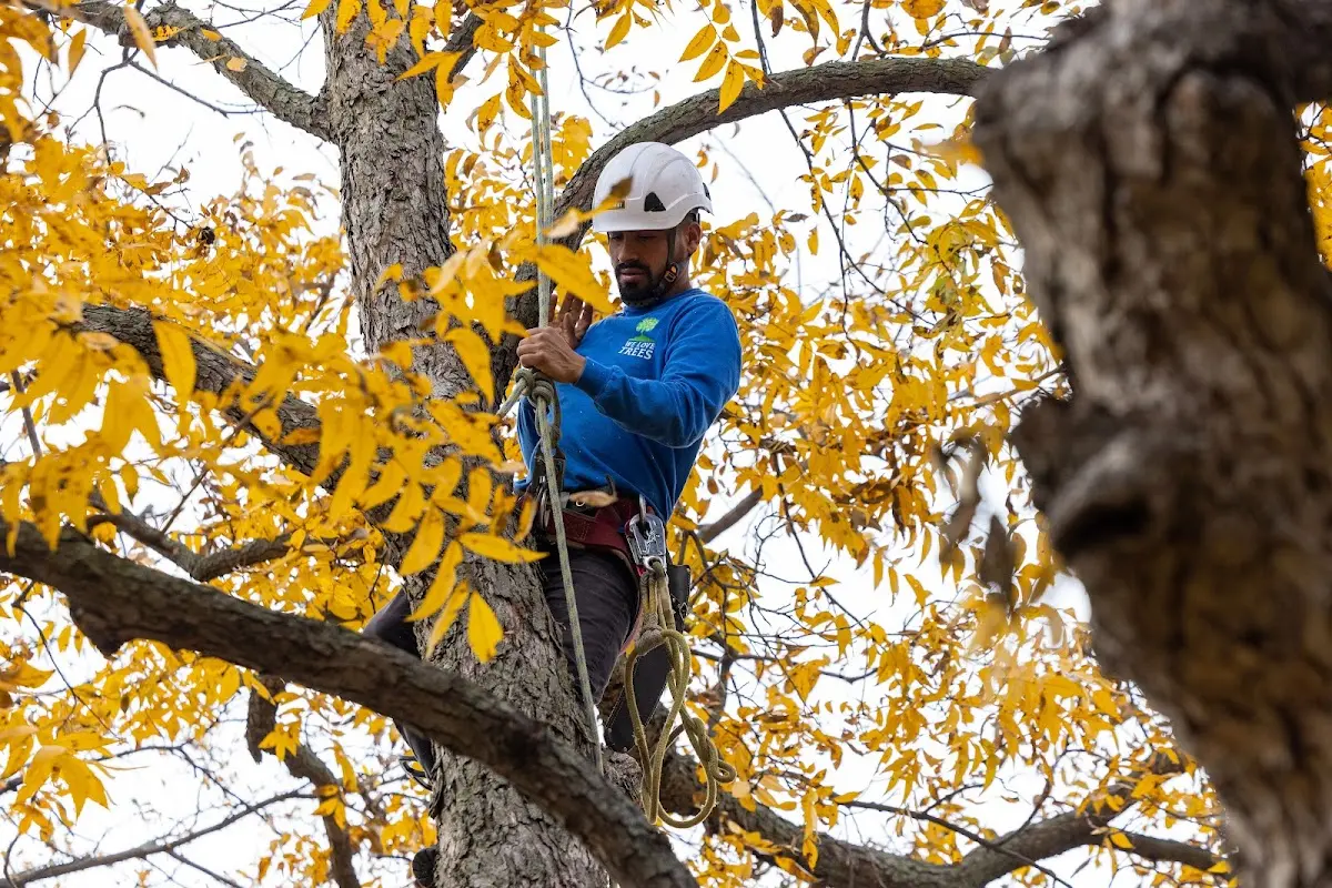 Skilled Tree Pruning crew working in Marriottsville