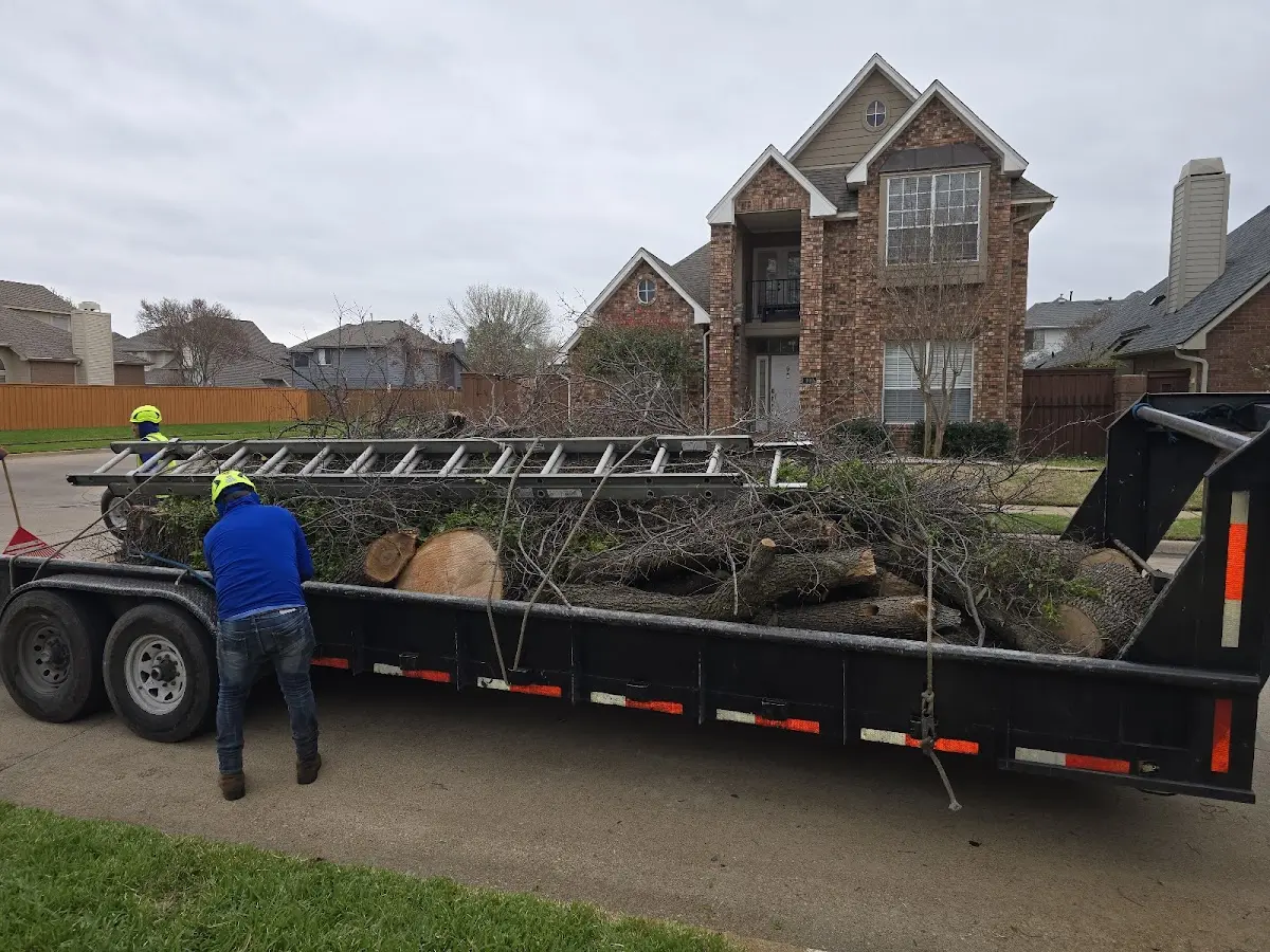 Expert Deadwooding with proper safety equipment in Marriottsville